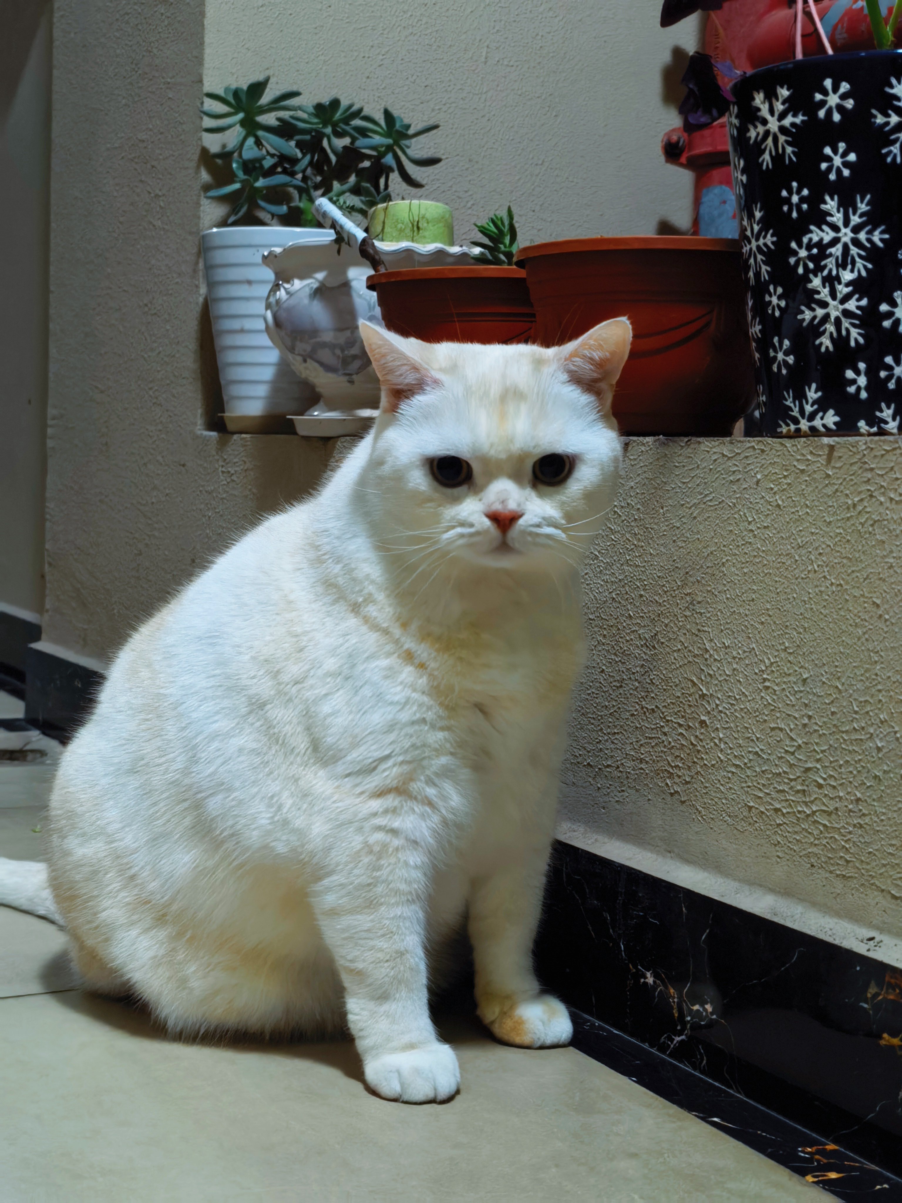 晚上睡觉之前，一定要出门巡视。你们家的猫主子，有这个习惯吗白少爷真帅