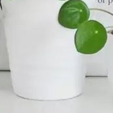 镜面草（中国本土原生小众绿植，云南原产，国货植物） 超详细种植方法1. 花盆：小