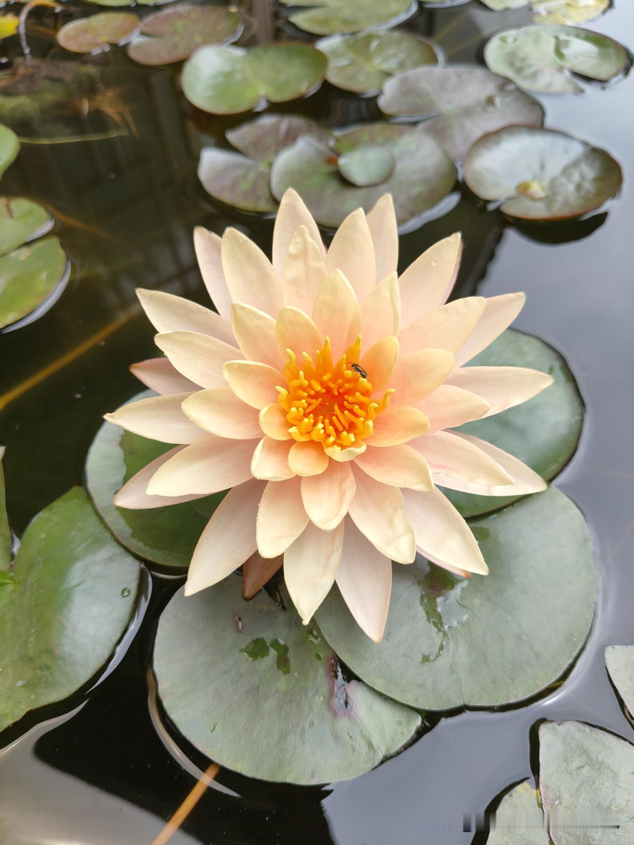 终于说出了自己心里想说又不敢说的话……

家花没有野花香，正常的男人心里都有一点