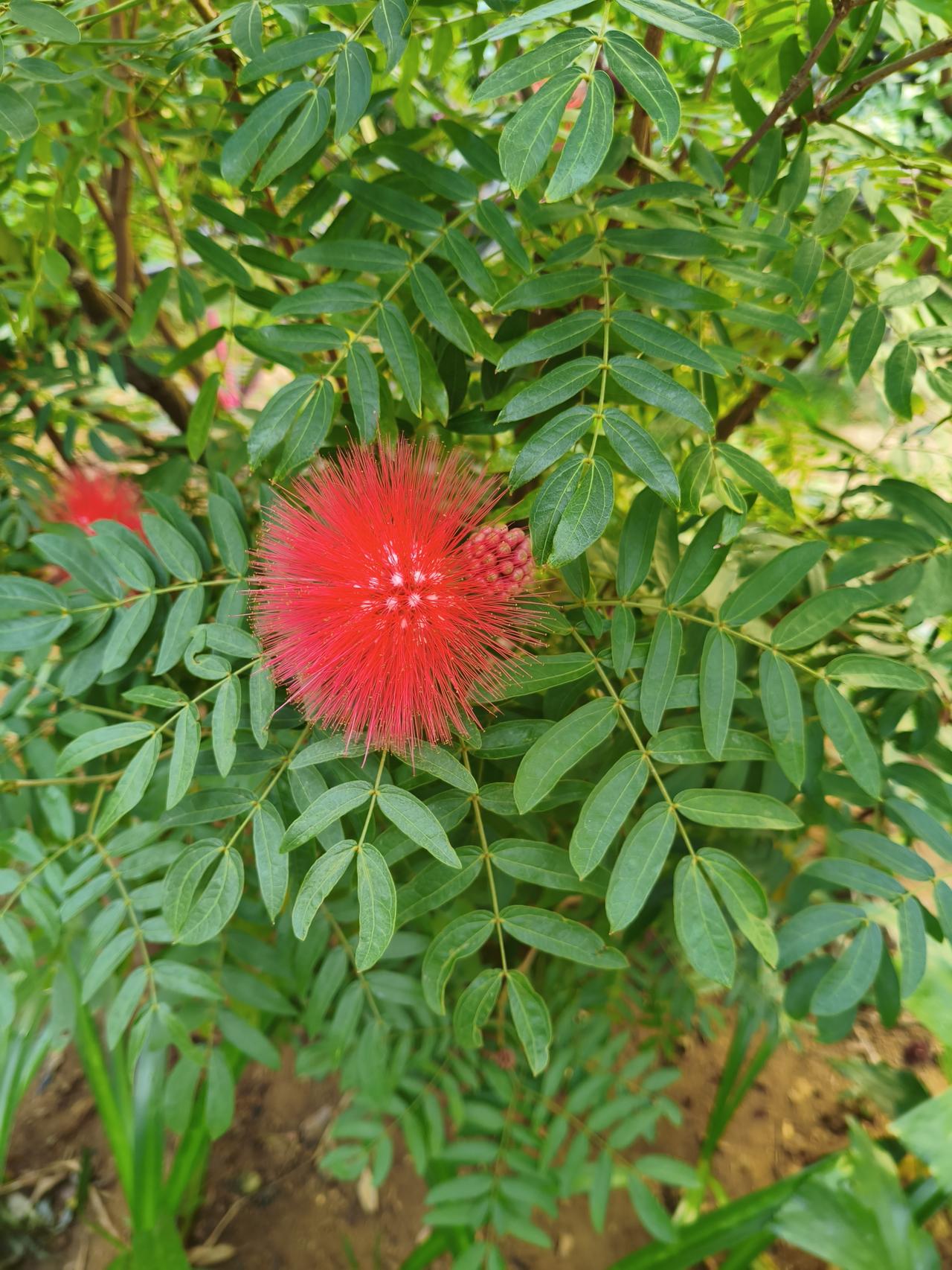 今晚这麻将打的真憋气，是被自己气到的。一把自己坐庄，竟然抓了16张牌，不让胡了。