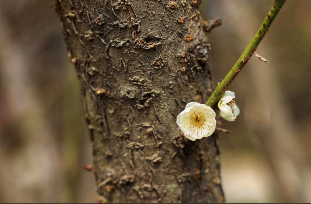 料峭的寒意还未从枝头散尽，春日的暖阳便已悄悄漫过树皮的褶皱。那株老树的躯干依旧苍
