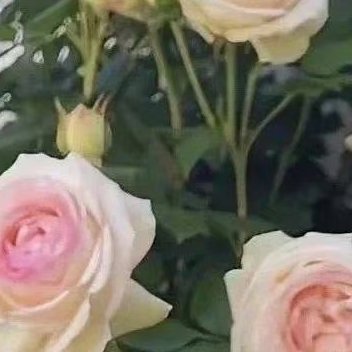 每日一善 朱顶红是一种美观且易于养殖的多年生草本植物，以下是一些关于朱顶红的养殖