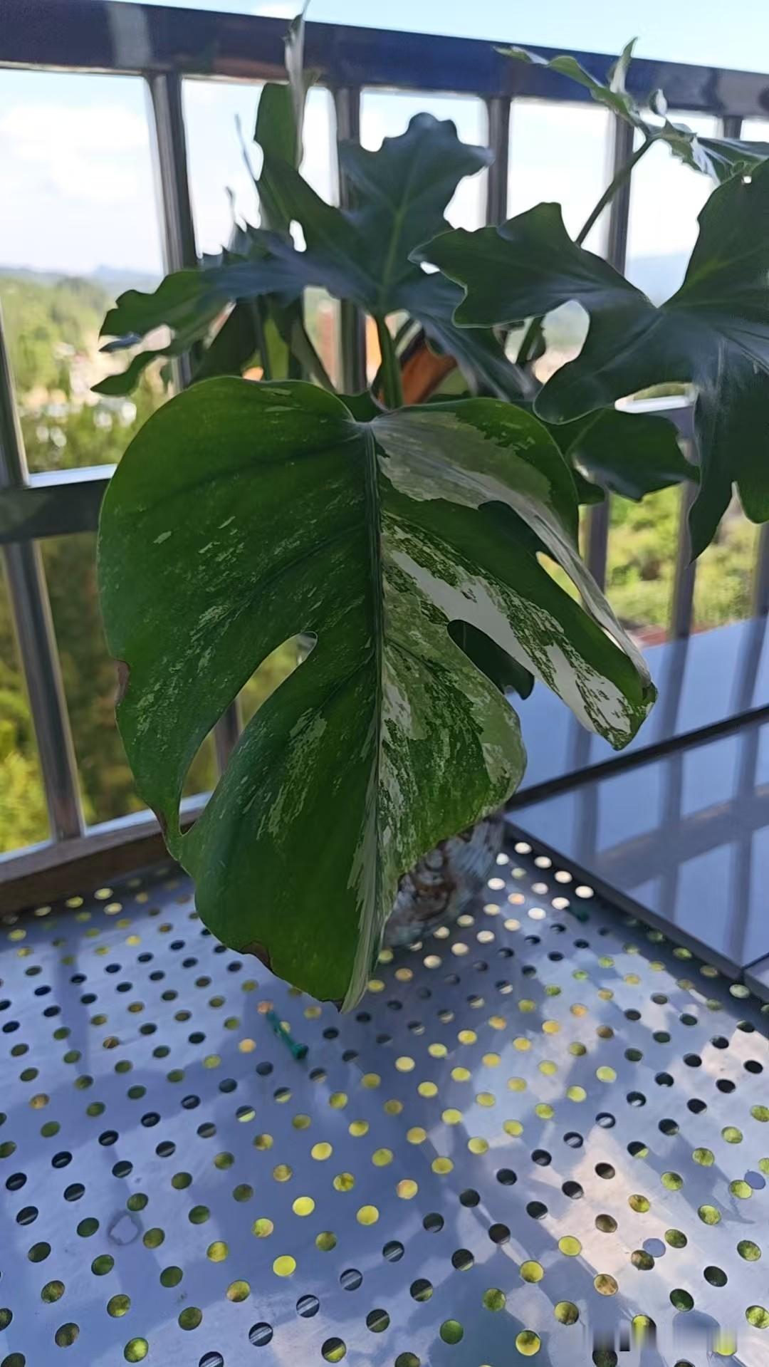 避暑大军逃离重庆，心中都有牵挂，爱养花的人最放不下的就是阳台上的花。大多数人会用