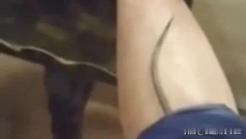 老鼠钻裤裆，太吓人了。
我的家乡地处河套地区，农村灌溉农田用的皆是黄河水。每次来