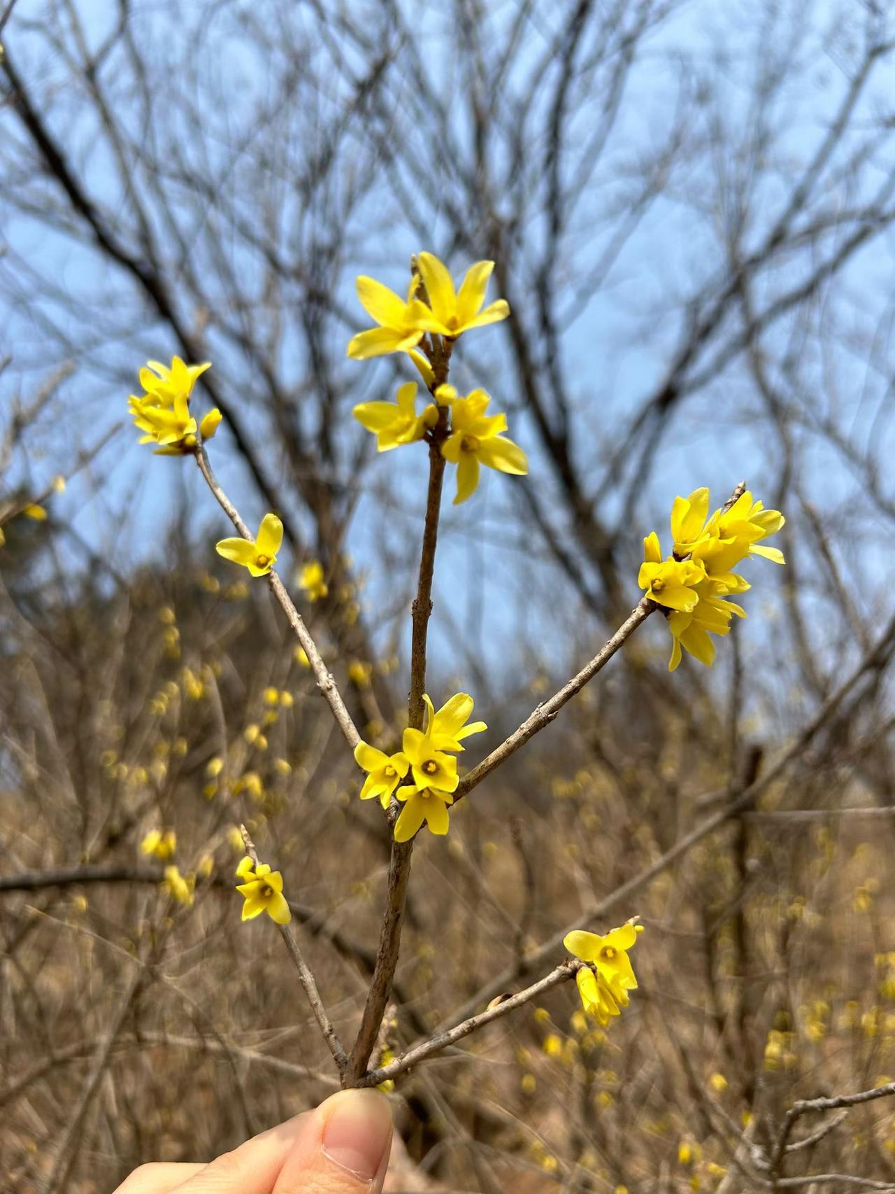 捕捉到南山第一朵迎春花✨
春天来啦