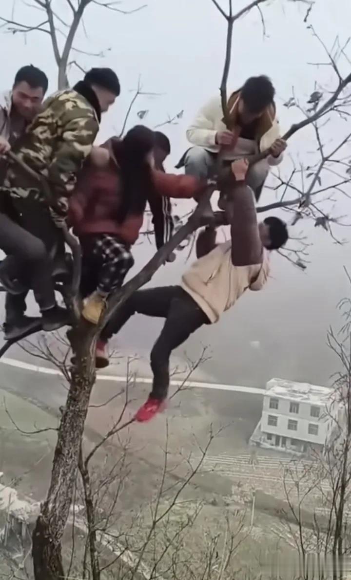 树：我没惹你们任何人