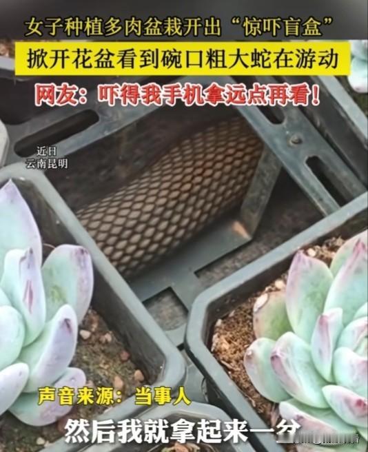 近日，云南昆明一女子种植多肉盆栽开出惊吓盲盒”， 掀开花盆看到碗口粗大蛇在游动！