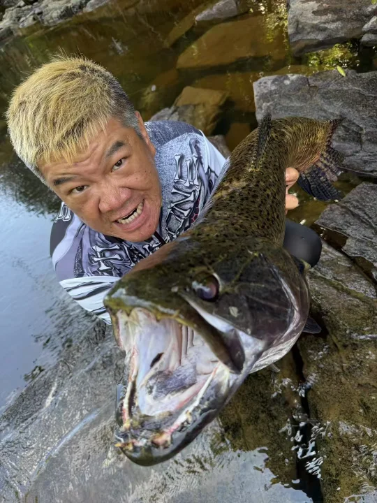 亚马逊猛兽狼鱼🐟