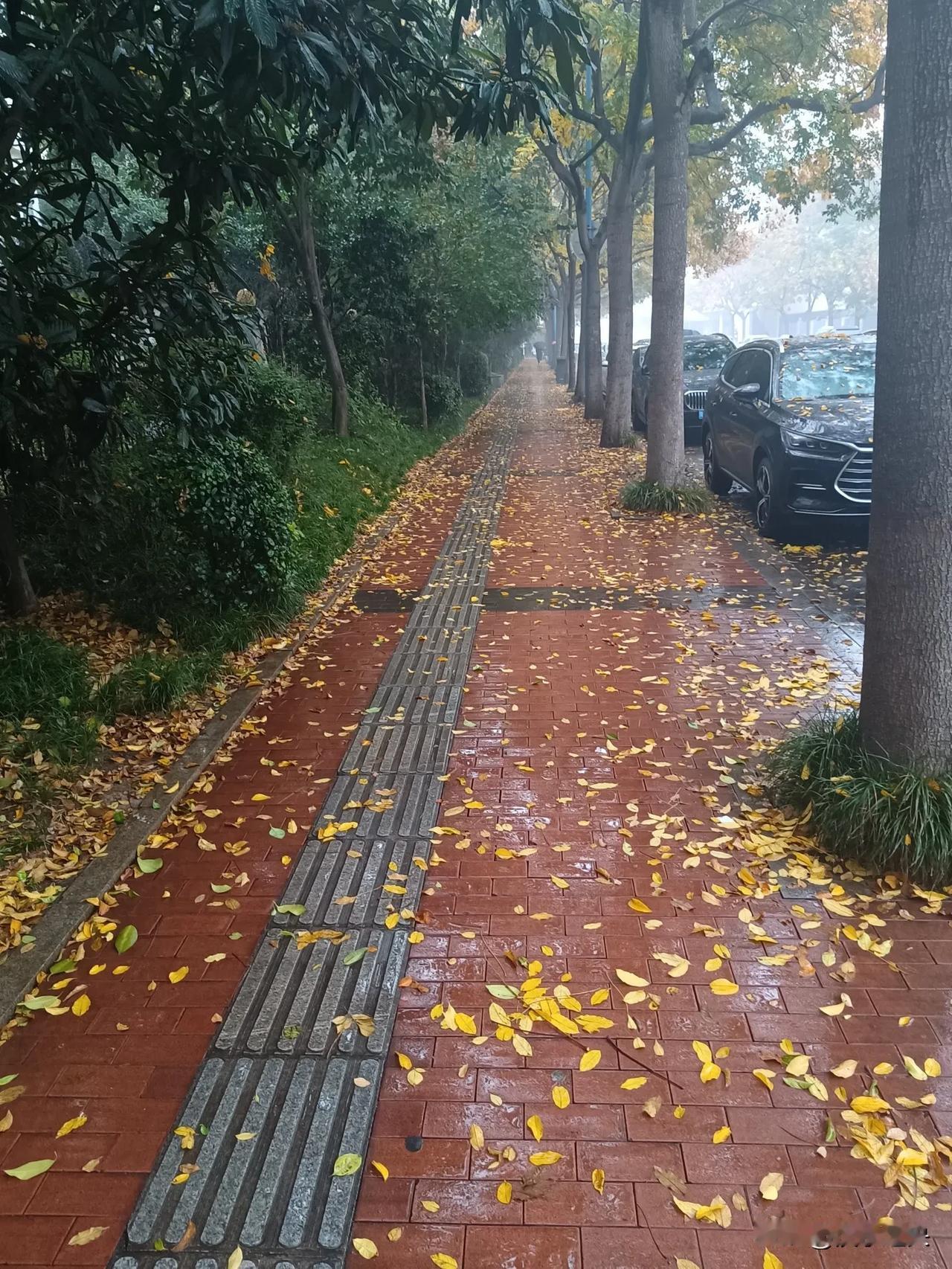 秋雨落叶满金华