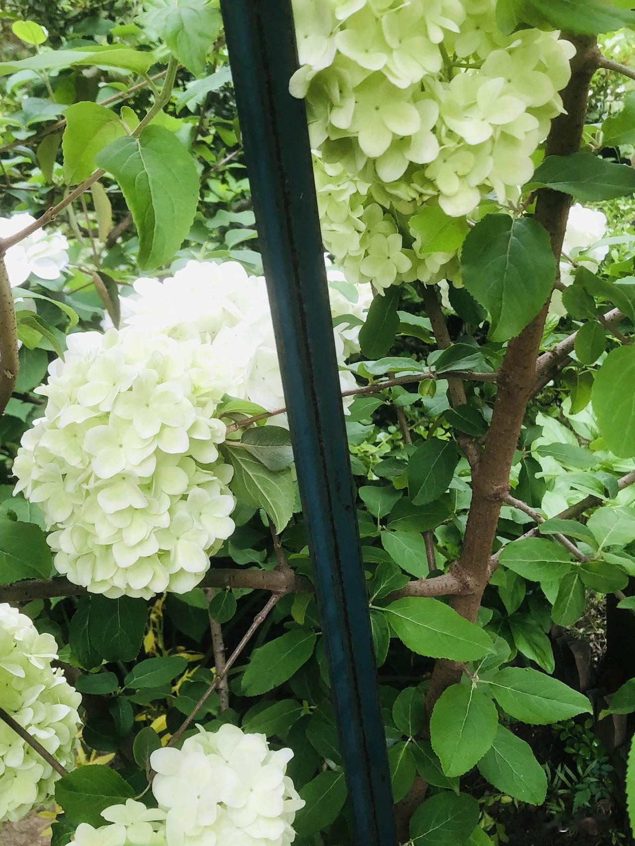 江苏常州进入“花花世界”随着春天的到来，从小区到公园都进入了“百花齐放”阶段。常