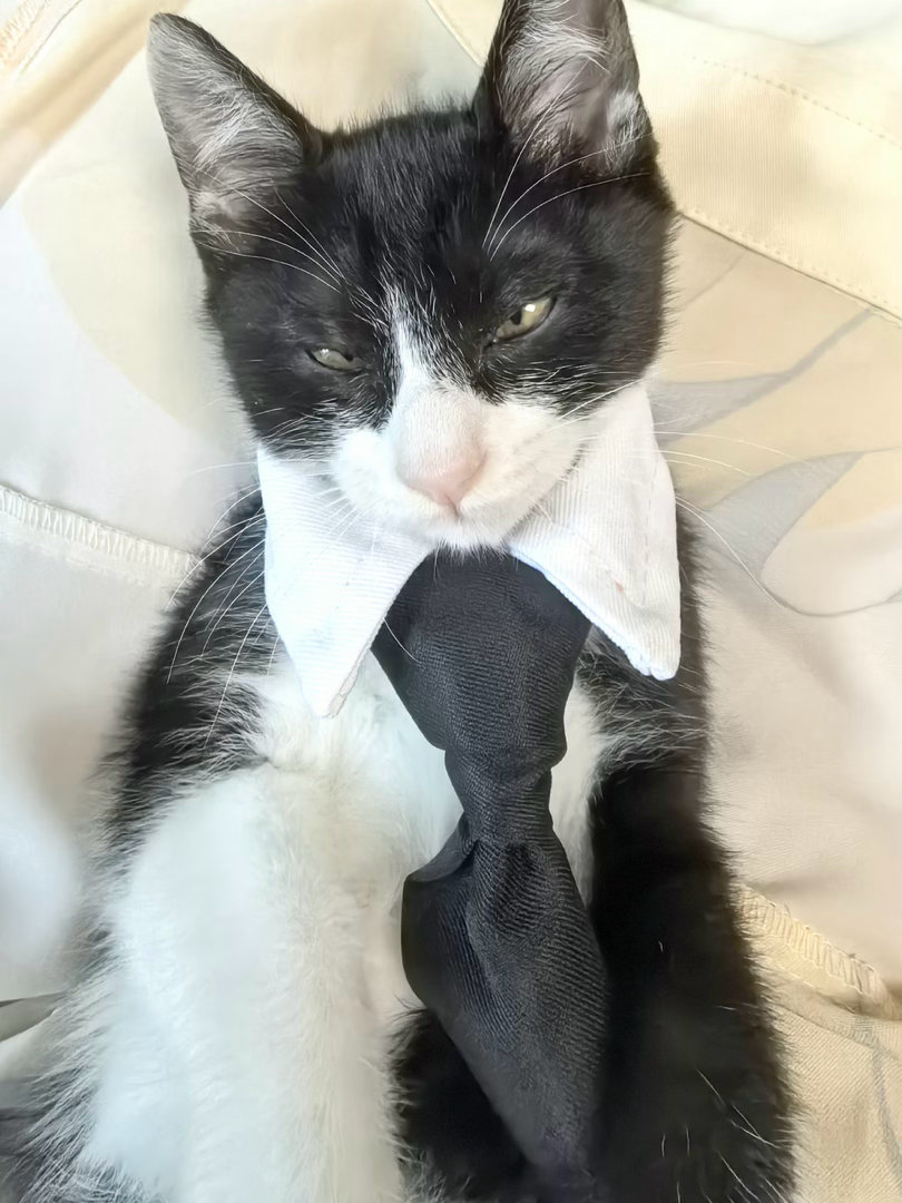 什么？我们隆重打扮不是为了闯荡江湖而是为了面试保安？daily奶牛猫 （投稿：）