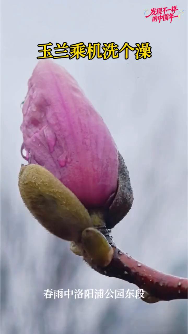 发现不一样的中国年。
玉兰乘机洗个澡。春雨中洛阳浦公园东段。