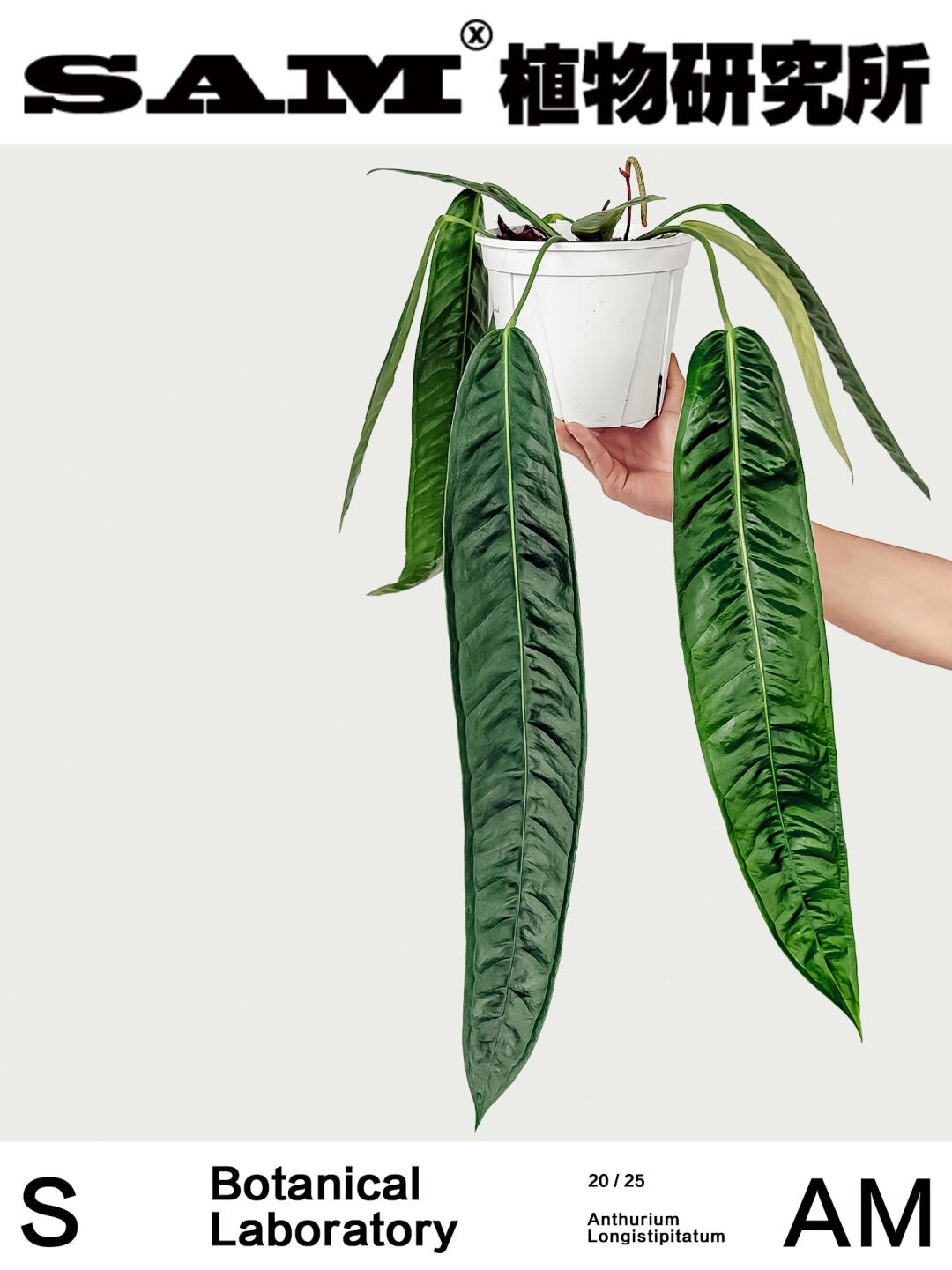 豌豆荚领带花烛｜Anthurium Legume
