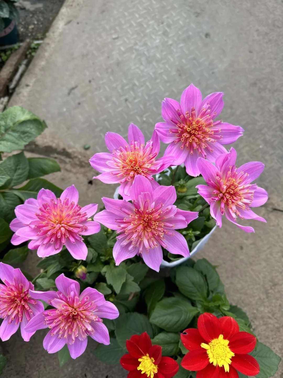 大丽花草莓樱花
