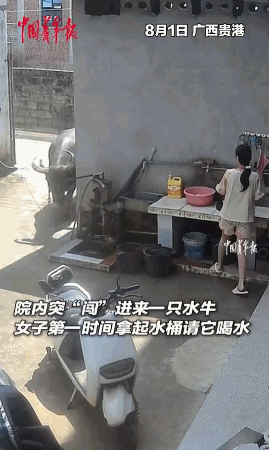 真是人美心善！广西贵港，一户普通的民宅院子里，突然晃悠进来一头膘肥体壮、沉甸甸的