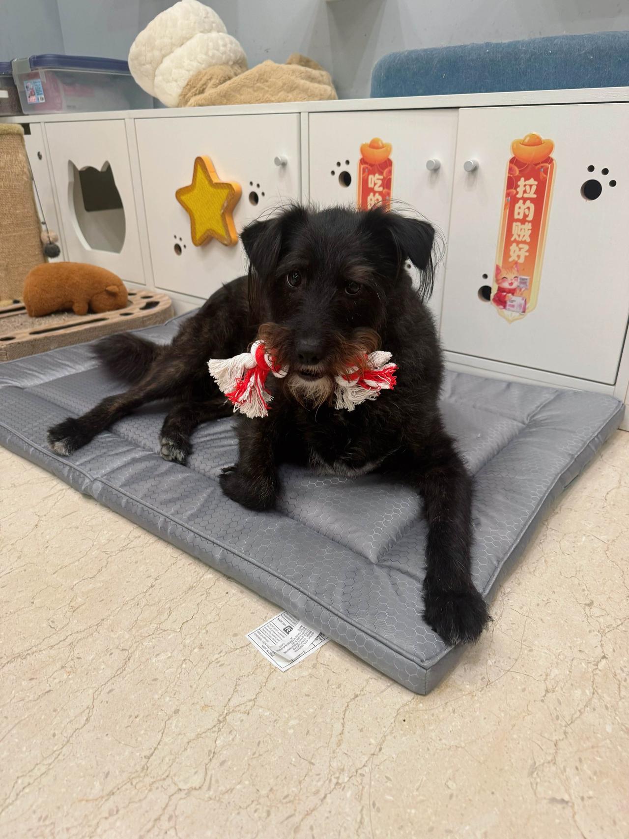 精神小狗和他的新窝新玩具
狗狗