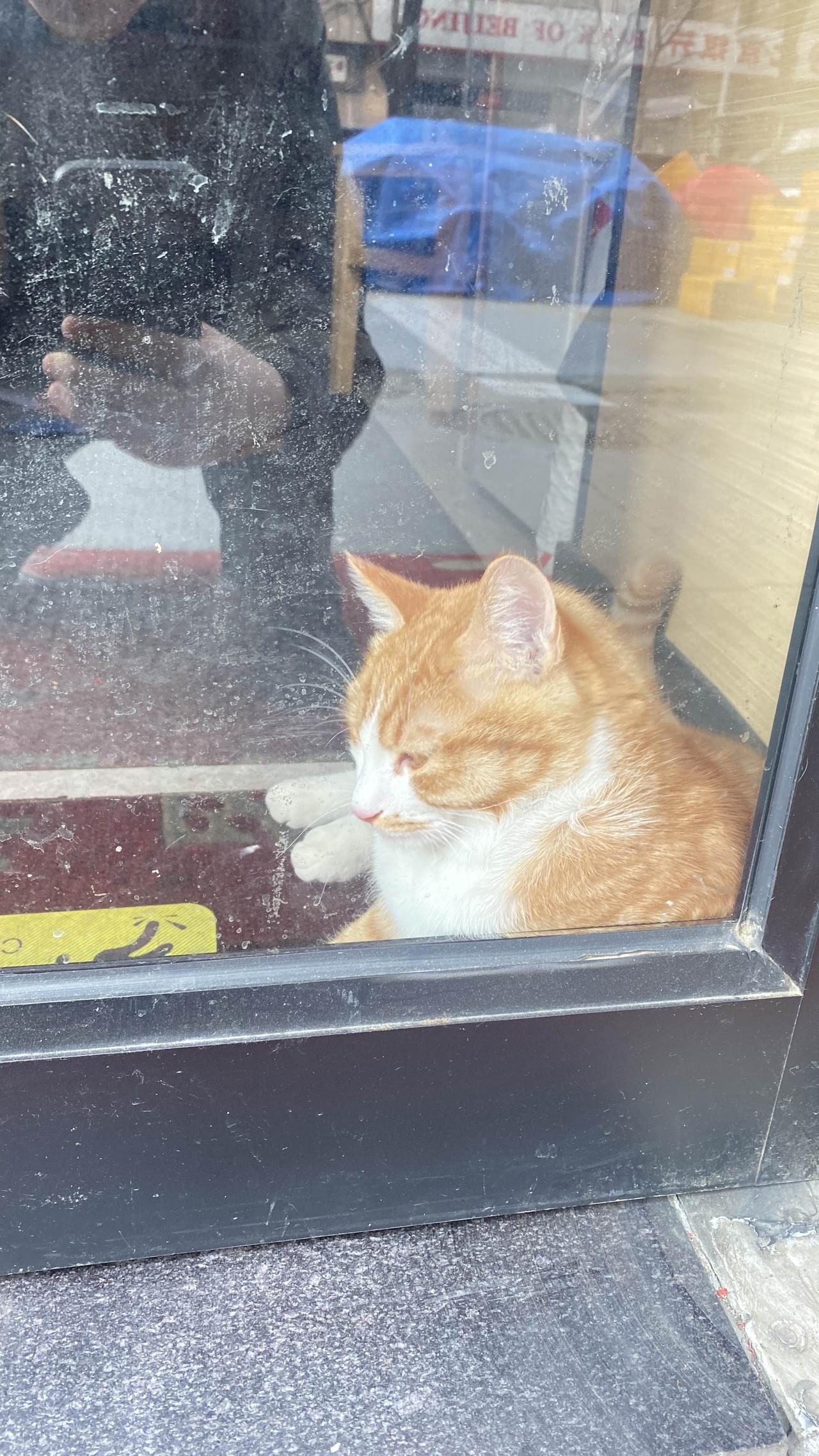 每日分享一句人生感悟玻璃门无处不在，我们都是困在门里的小猫咪