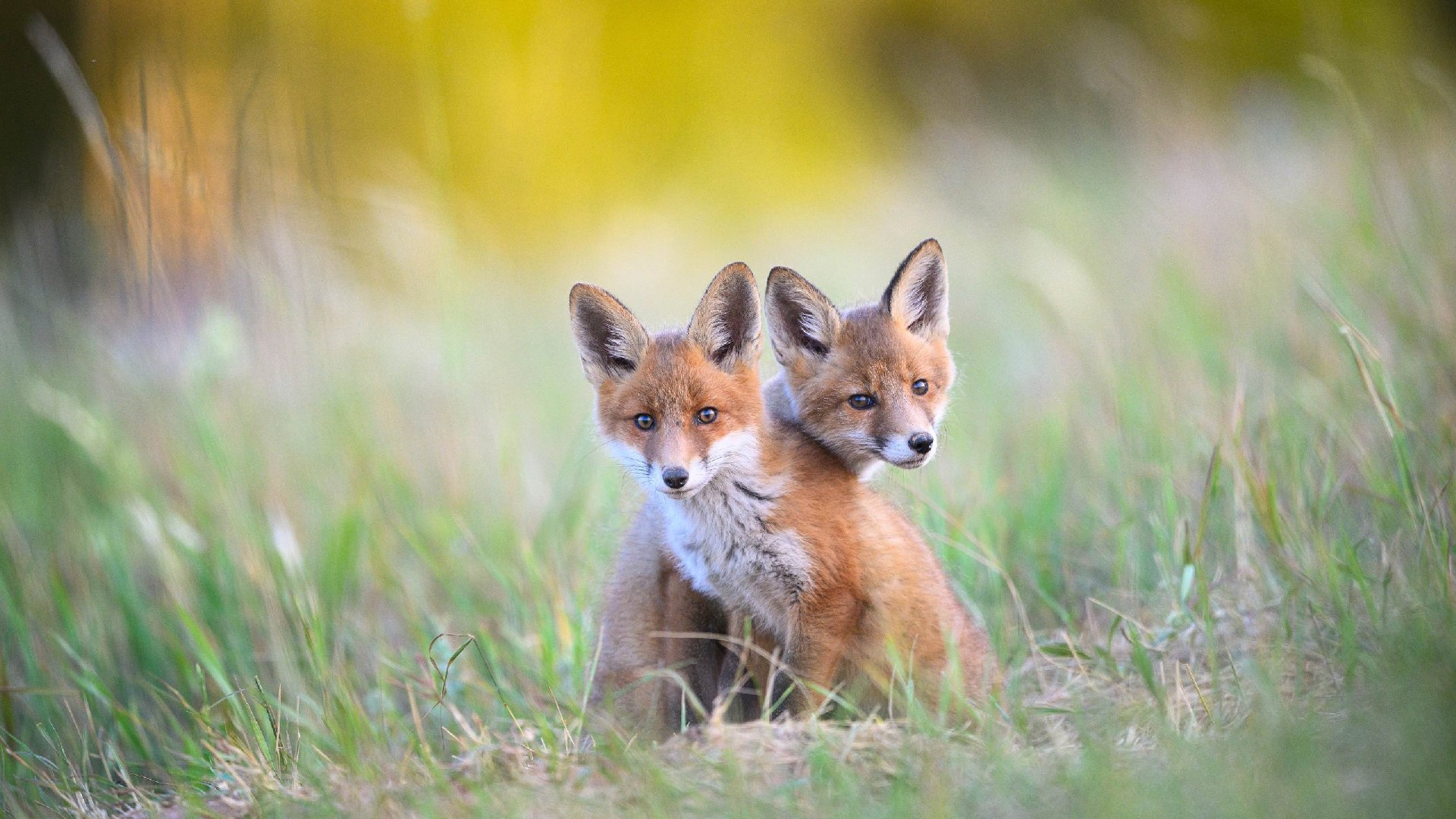 bing壁纸 必应壁纸Two young red foxes at Karula