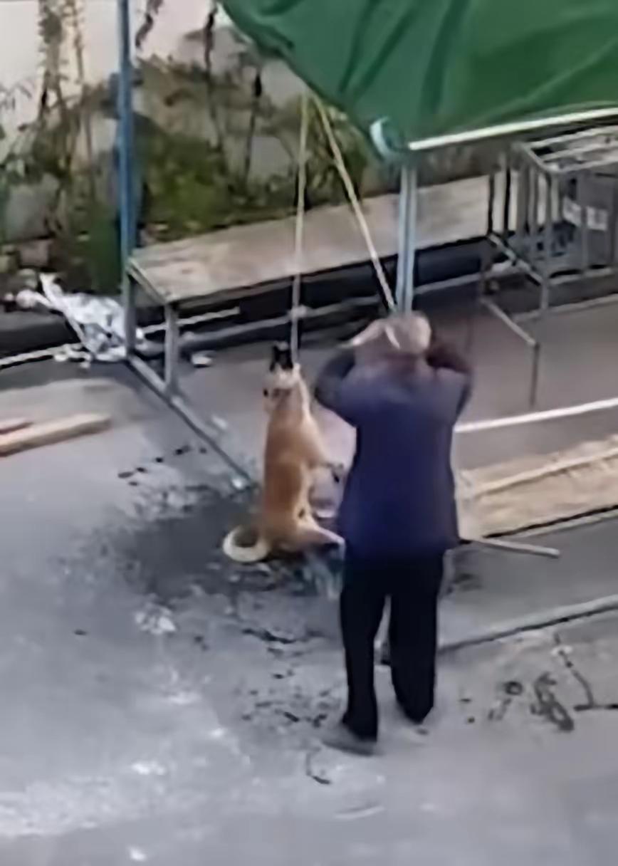 这天一只流浪狗跑进了一位老人的院子，结果老人用猪肉诱骗狗狗，然后用绳子勒住狗狗脖