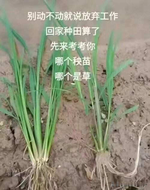 草的旁边是秧苗，
秧苗的旁边是草，
老铁，你能分辨出哪是草，哪是秧苗吗？草苗分辨