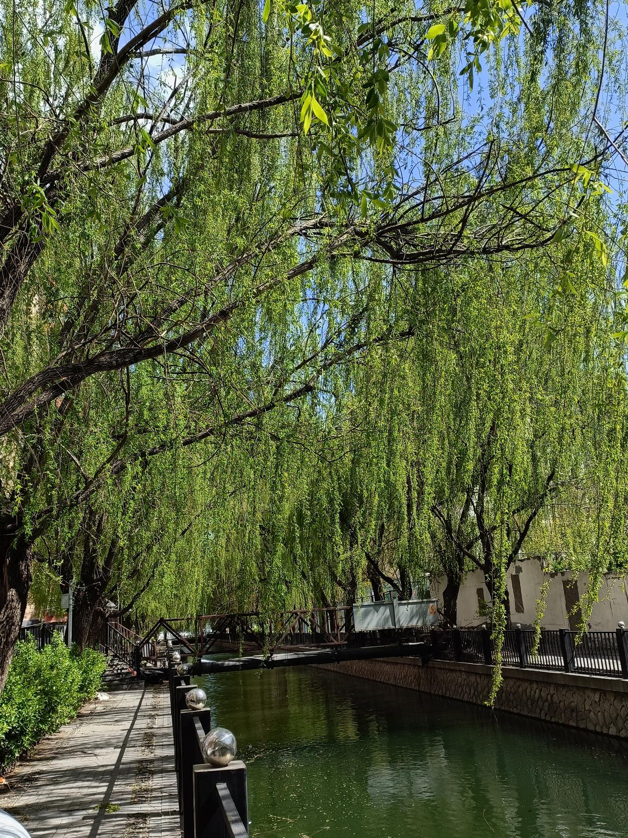 晒图笔记大赛风吹着杨柳哗啦啦响，小河的流水沙啦沙啦响