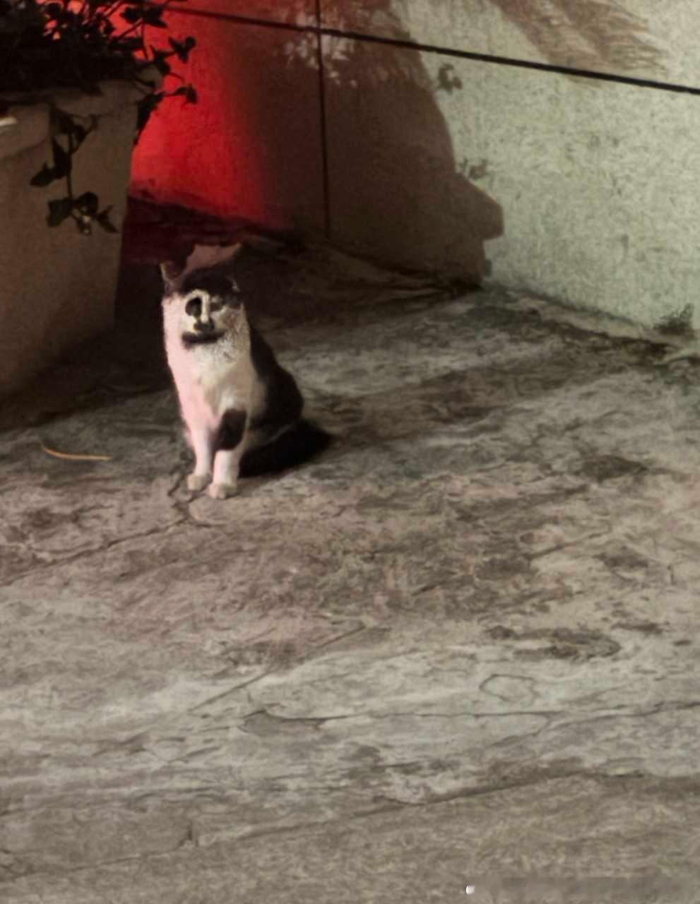 49032【丑猫】从未见过如此丑的猫，一下见到了两只 