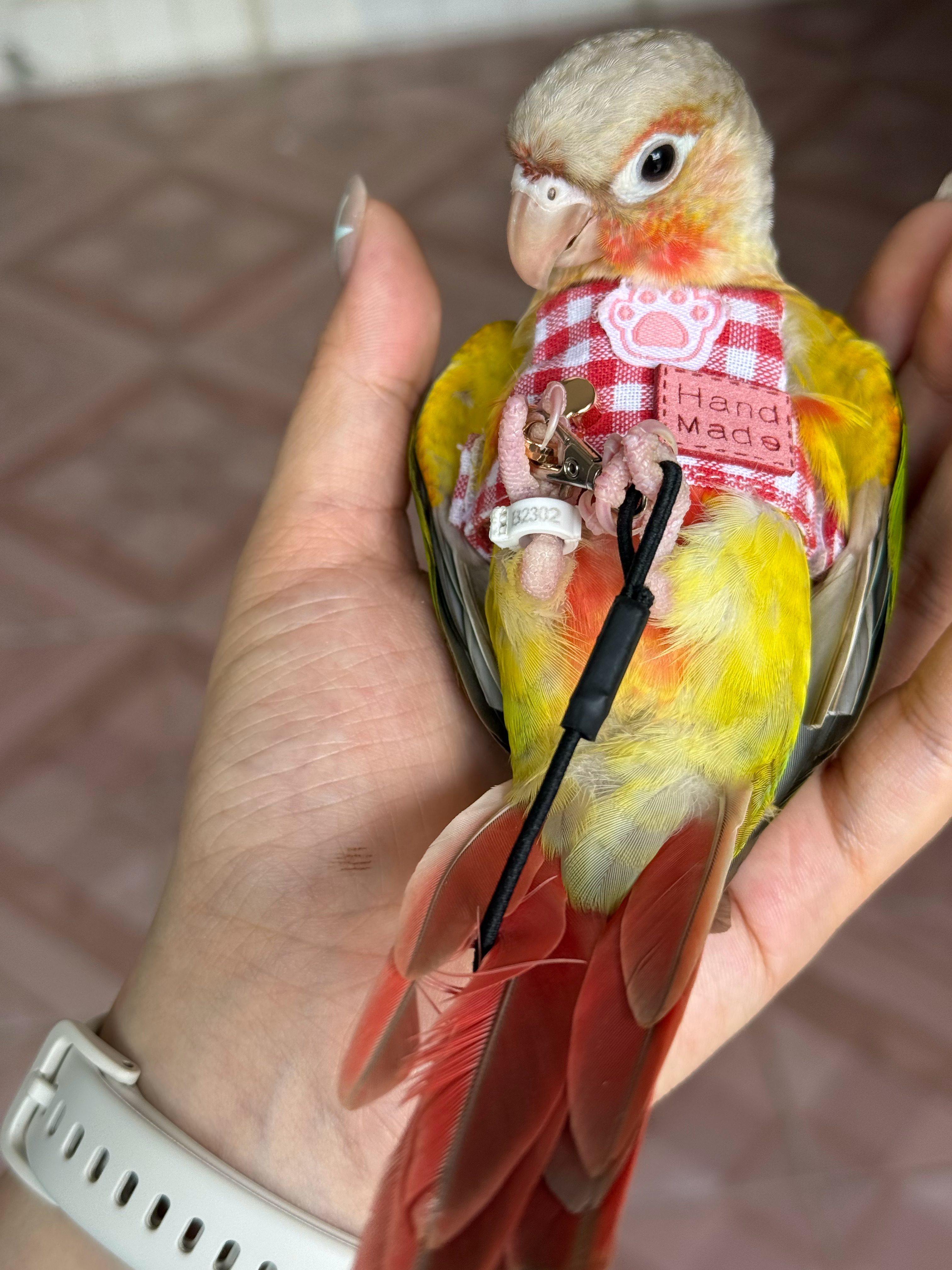 嘿嘿 