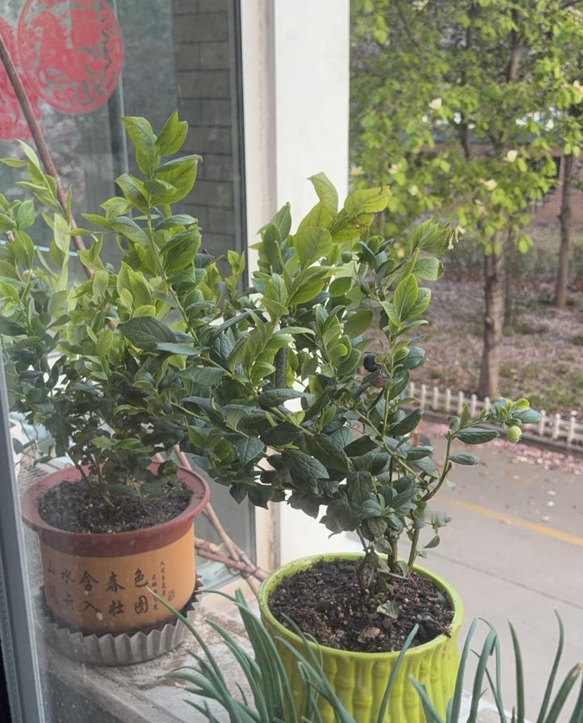 我的今日状态：😁轻松愉快
我这里的天气：☀️晴天
买点了两棵蓝莓🫐苗
不知道