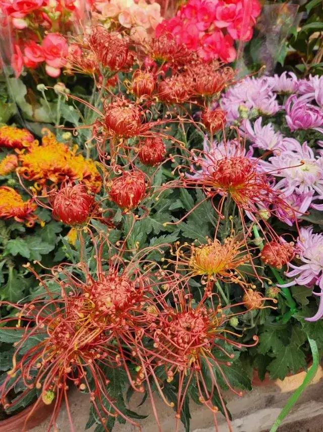 花草、白云、野鸭你喜欢吗?
         我喜欢花草、白云、野鸭
     