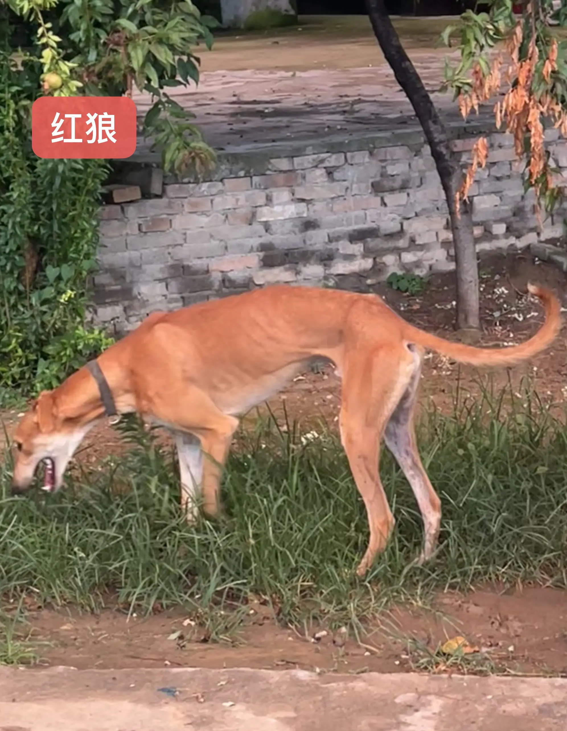 耐力王 适合任何地型环境