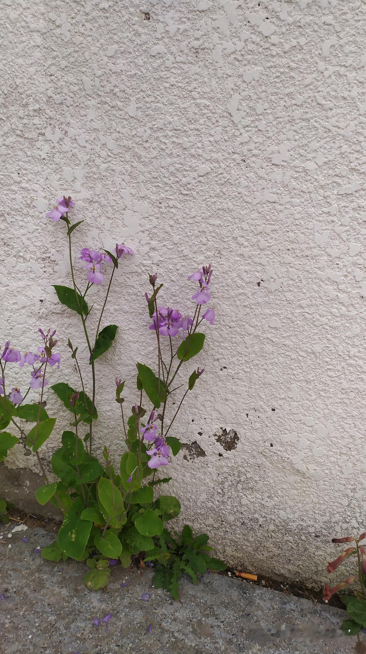 对联飞花令 紫花地丁
出句：砸地丁丁春补漏（雪浪）