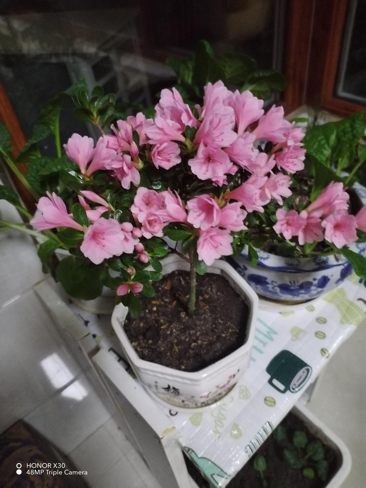 粉嫩花朵生机盎然，为生活添彩！🌸💐🌺春天赏花照 花卉美照 杜鹃绽放，春满枝