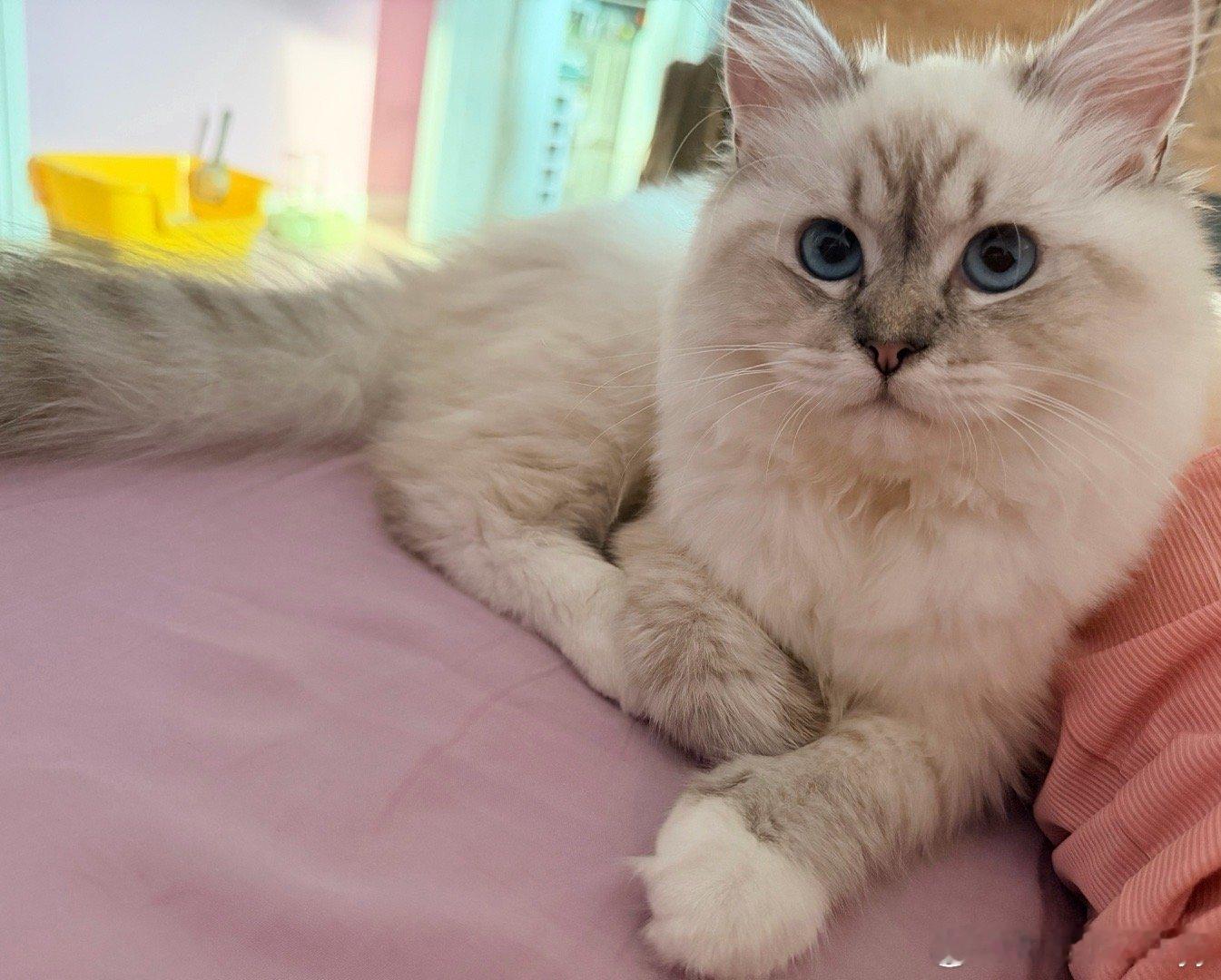 专家说小猫上床是不脏的专家说小猫上床是不脏的 我们家猫妹妹每天都在舔毛。小猫在舔