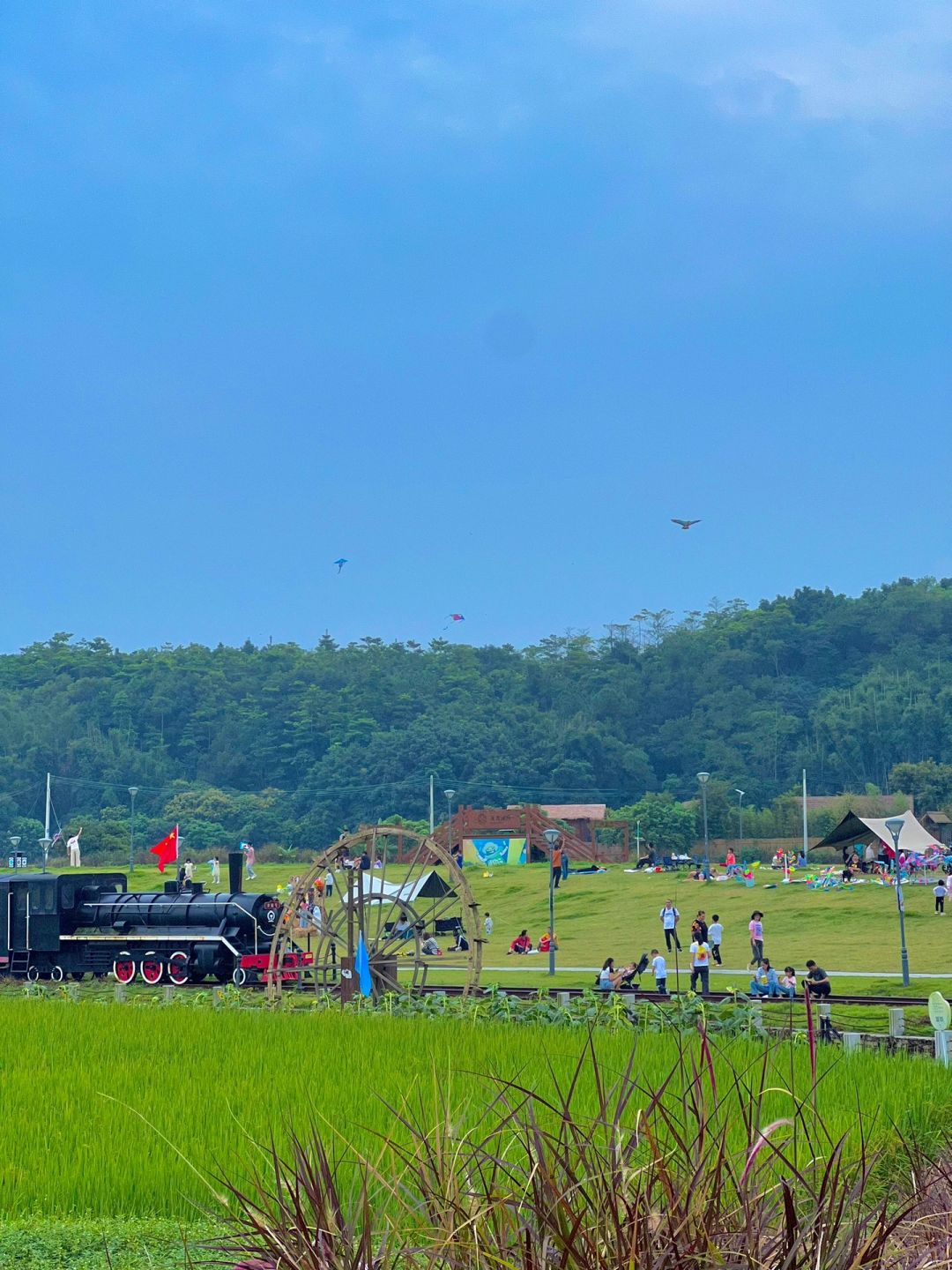 发现广州一个免费小众清新露营地⛺️超治愈！
