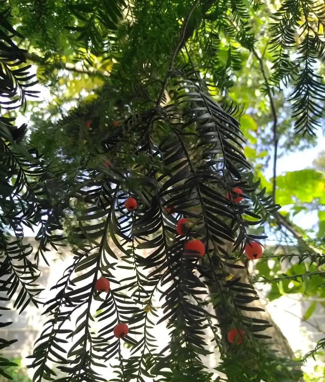 日本如果再次打过来了，怎么办呢？

我们没必要怕的！
这当然是网上流传的一个老段