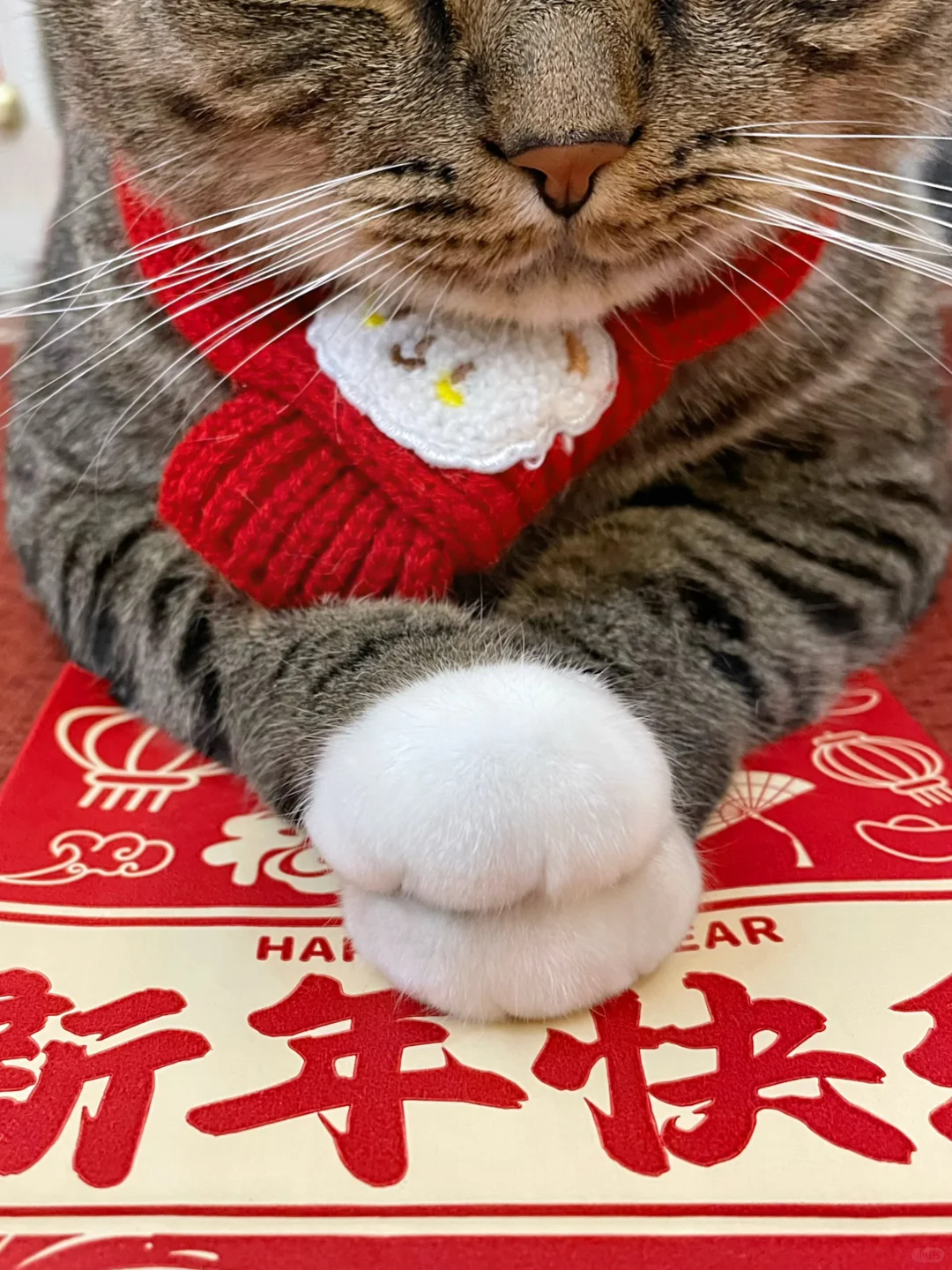咪自制山竹饼，新年一人可领一个，不能多拿