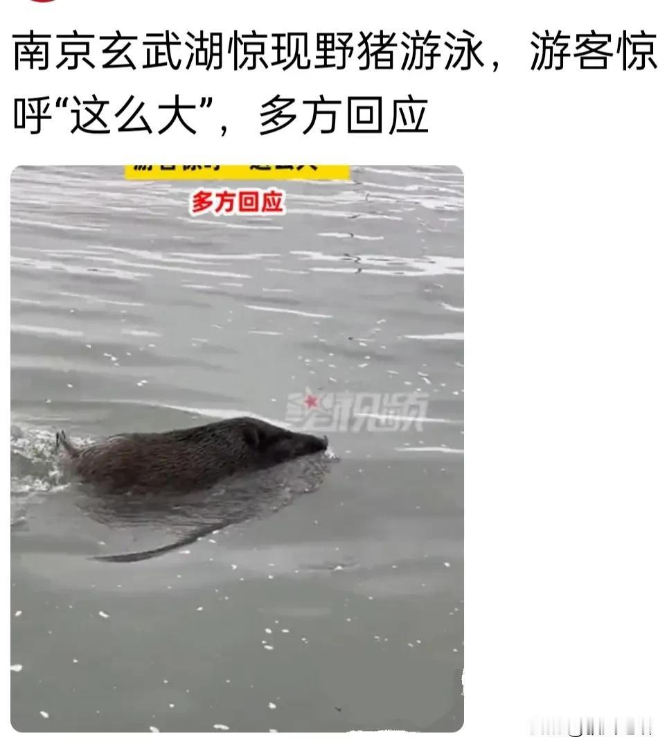 哈哈哈，文明的七朝古都南京似乎要成了野蛮野猪的乐园！
曝玄武湖惊现野猪游泳，游客
