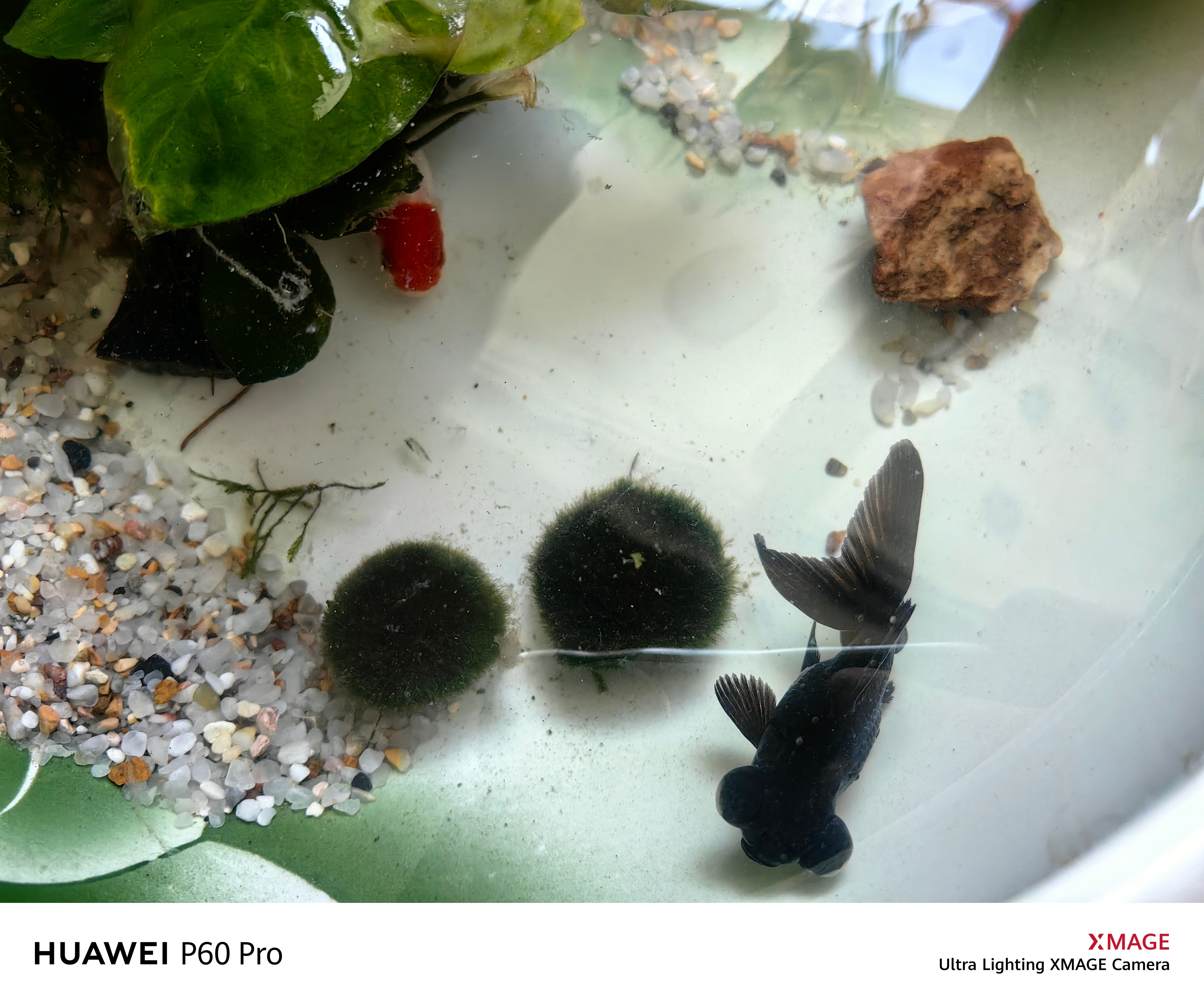 #做早饭时想# 太太和我聊移民，说周围不少想出国的。我说不奇怪，你看个男人，找到