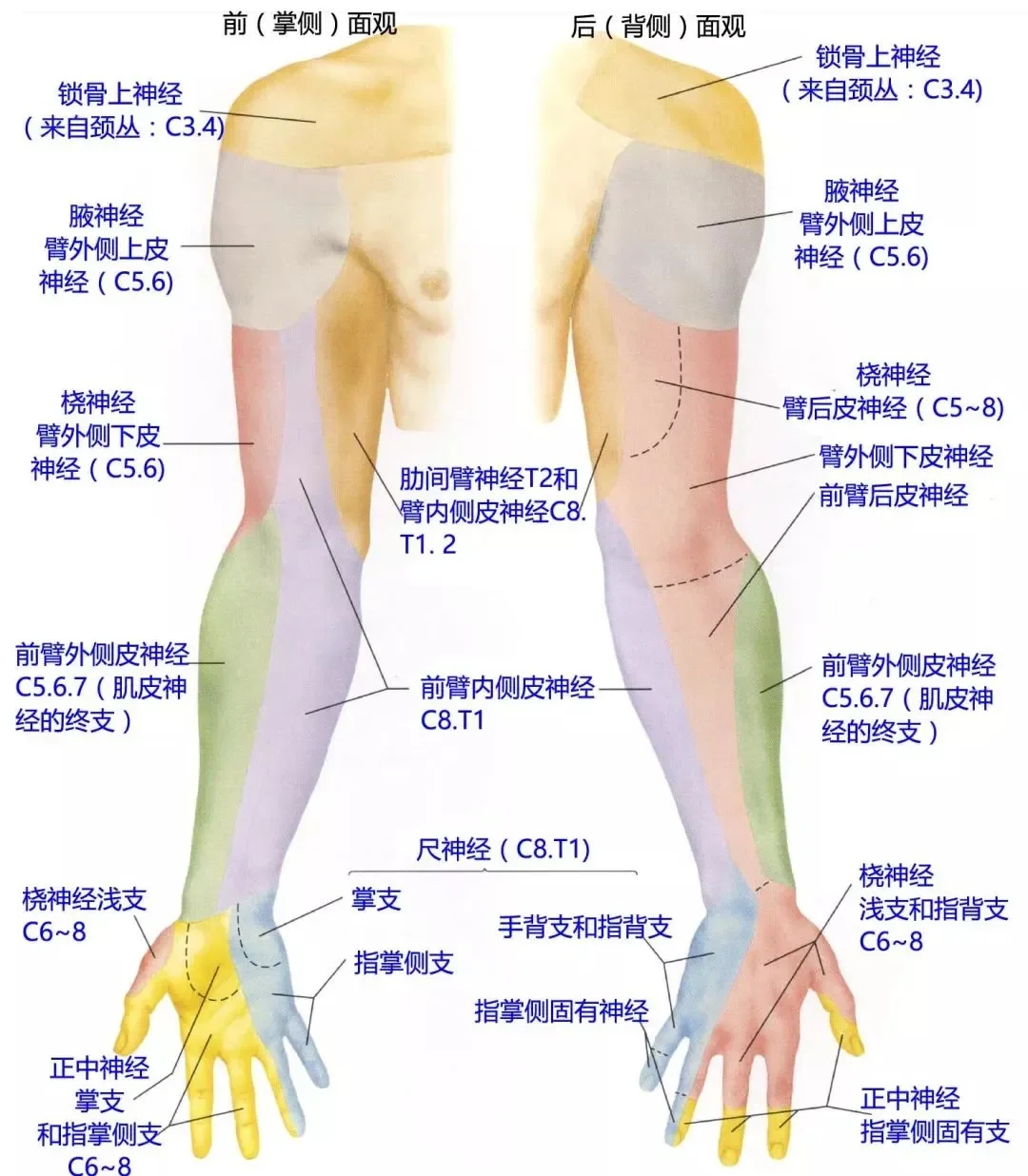 神经分布图