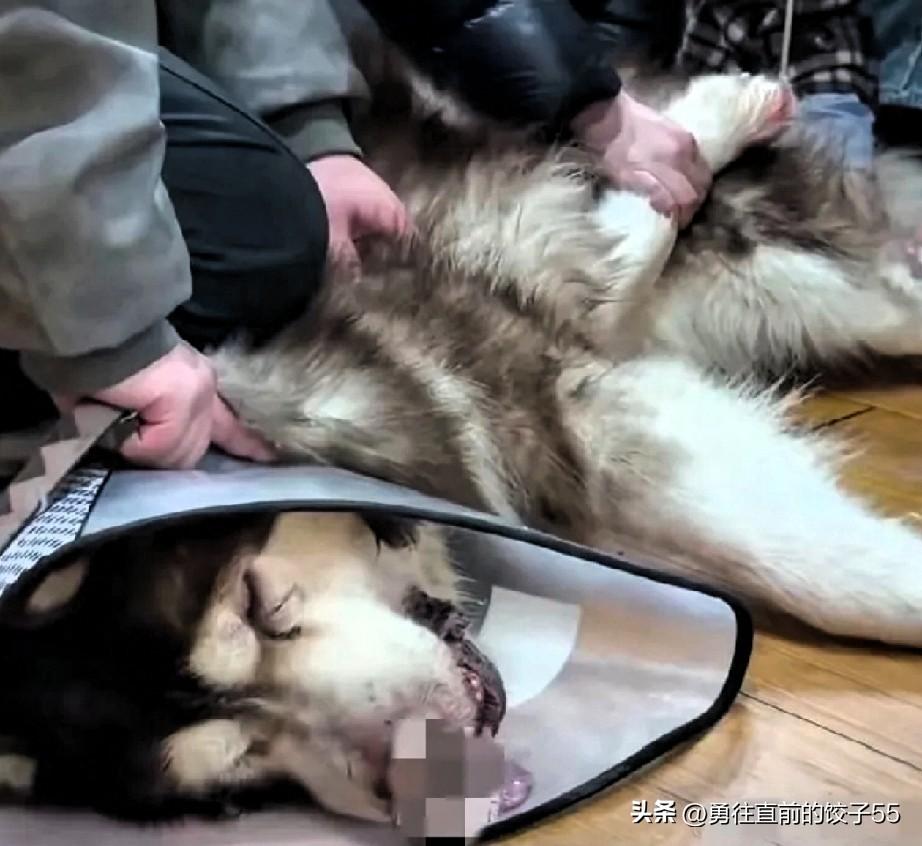 江苏女子违规饲养大型犬，咬伤邻居和访客多次。女子曾考虑给咬伤邻居的爱犬安乐死，但