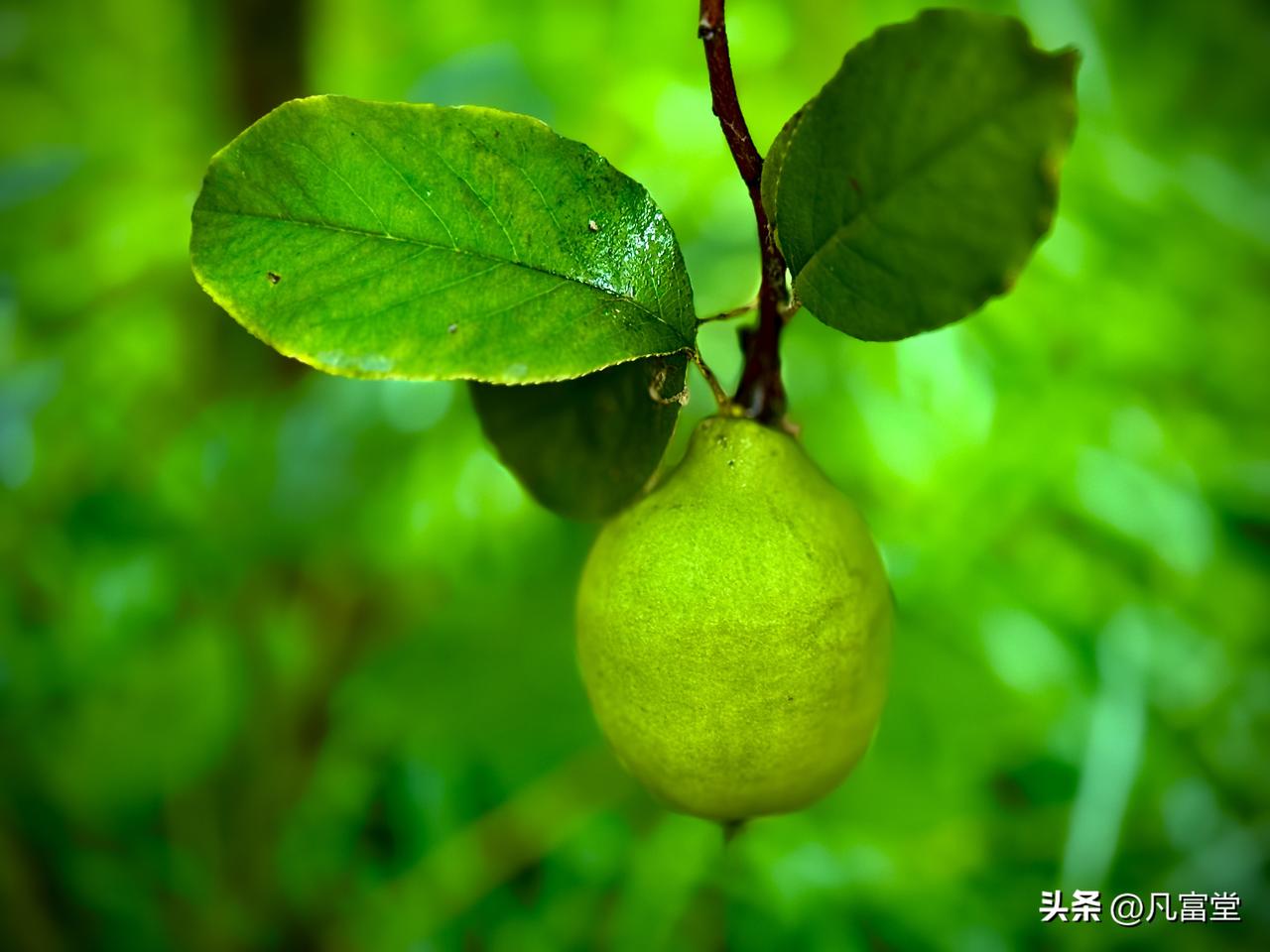 饱满的木瓜
        （原创）


正在饱满的木瓜
悬在枝头
像静修的智者