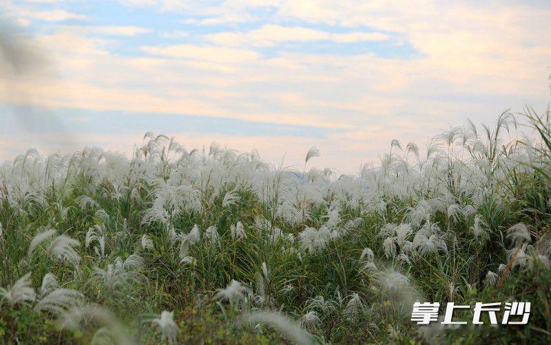 庄子《在宥》之十二

  云将东游，过扶摇之枝，而适遭鸿蒙。鸿蒙方将拊髀（fub