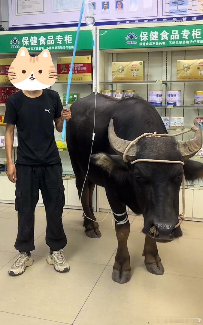 牛打吊针都有人举吊瓶 