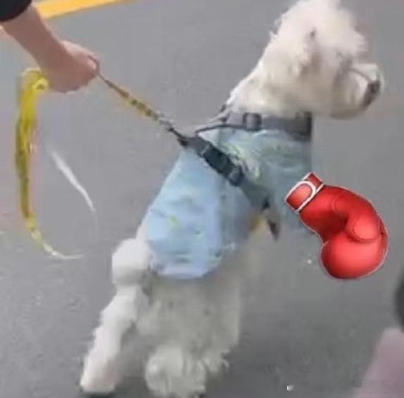 不呆小呆重拳出击🐶 
