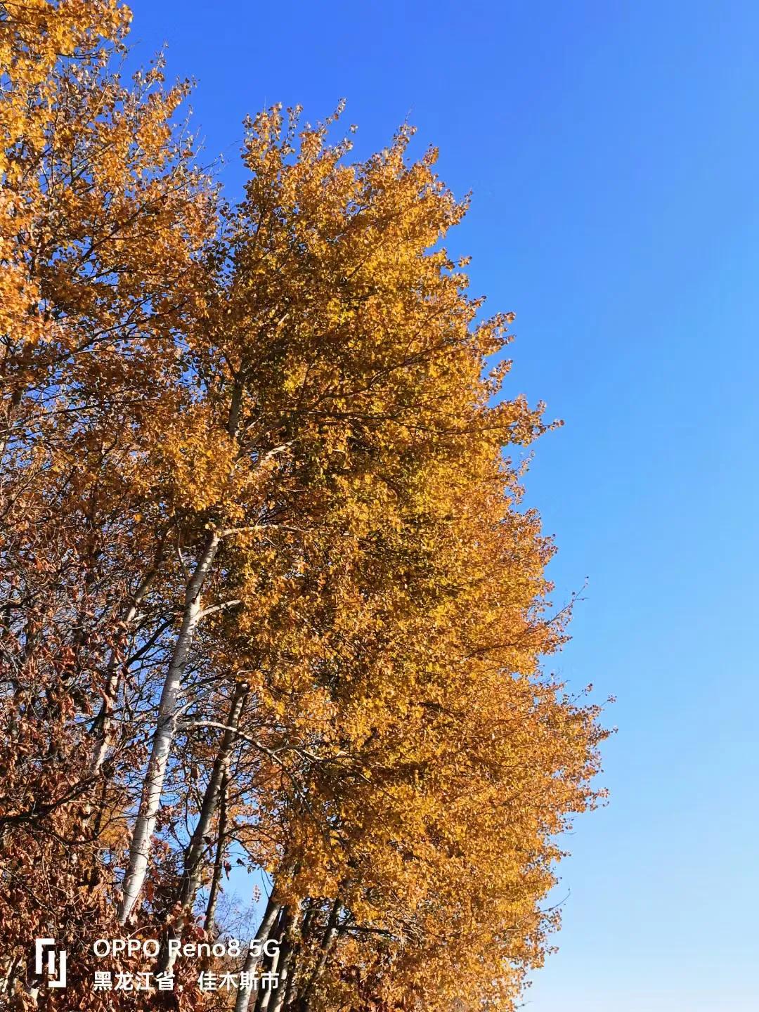 #分享自然风景照片#这就是我最喜欢的景点色蔚蓝天空，金黄色的稻穗。一片丰收景像