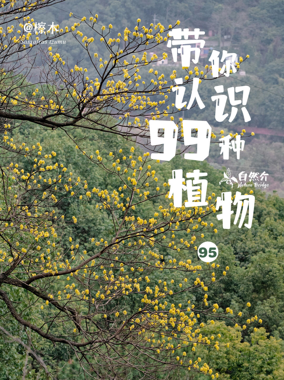 带你认识99种植物