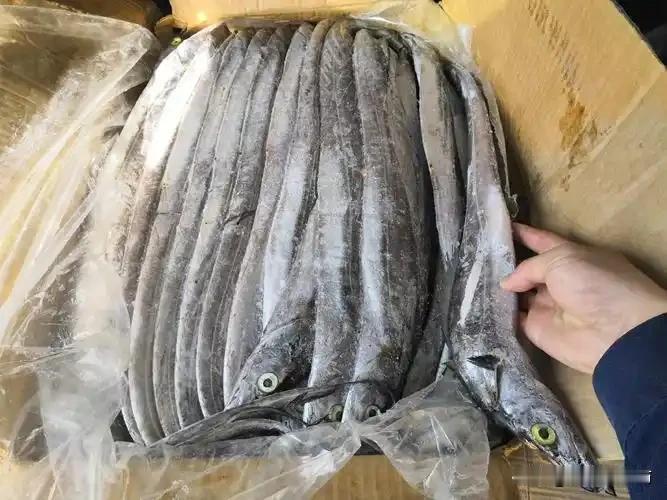 带鱼不好卖了！刚上市的带鱼为何这么便宜？商贩：懂行的人多了
 
近期各地开渔后，