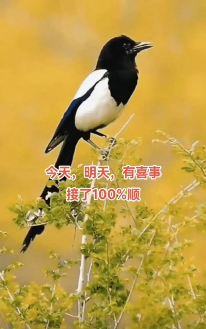 ​喜鹊报喜来了，接好运喽。[祈祷] ​​​