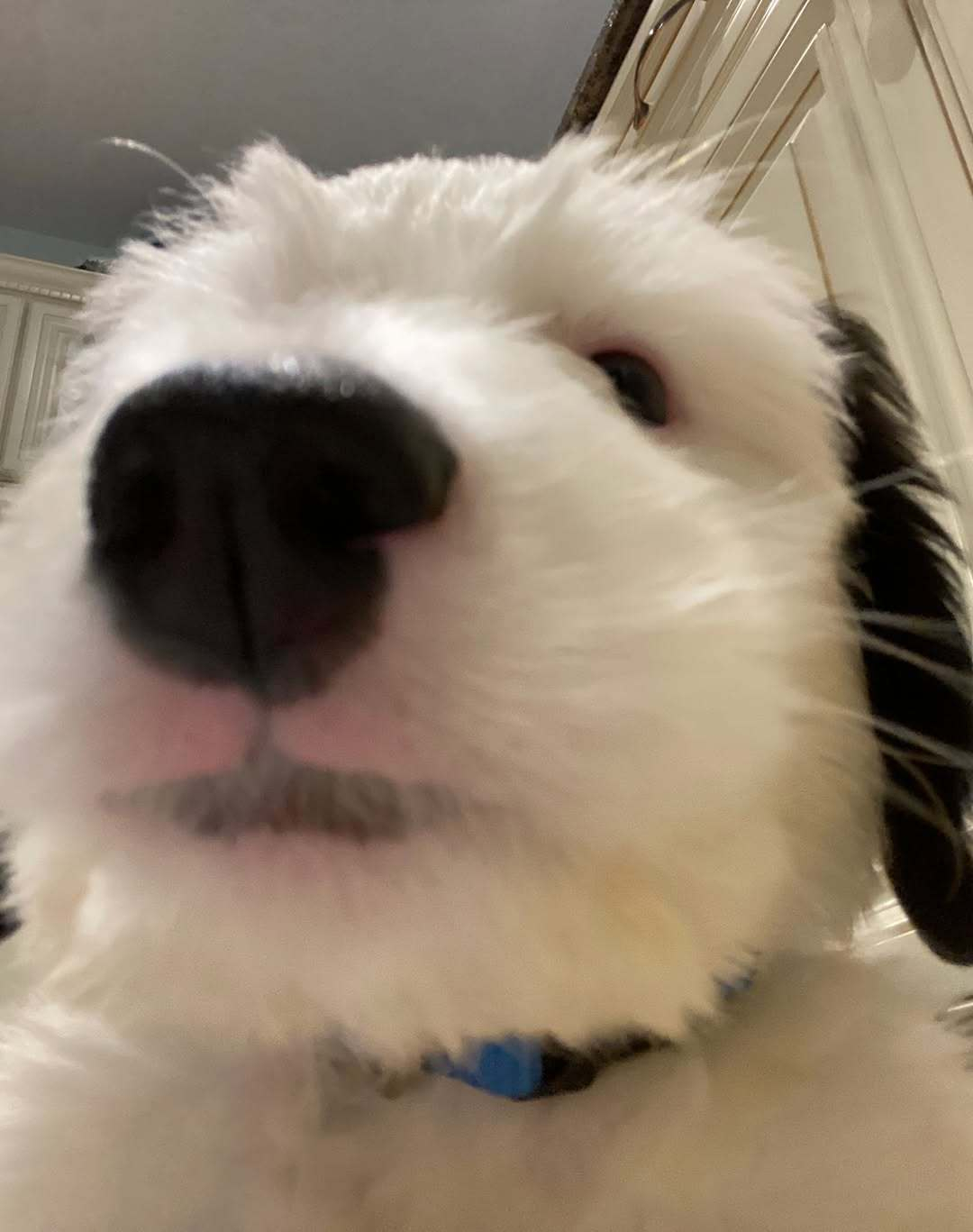 小狗向你发起视频通话 