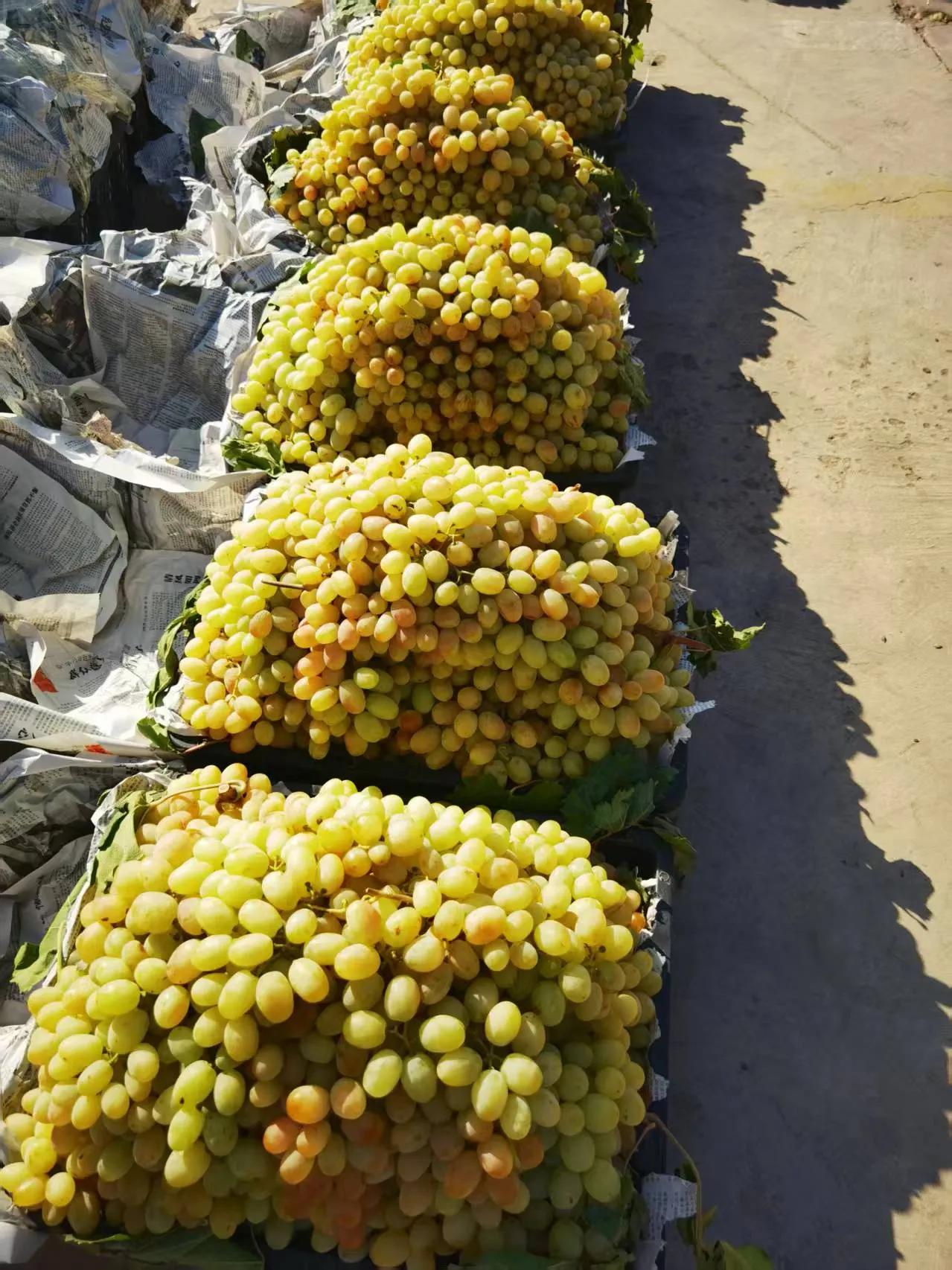 2026一路向西，新疆（4）
瓜果季节